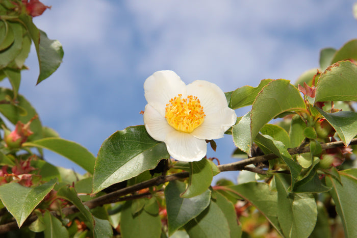 Tall Stewartia  5 Seeds  Stewartia monadelpha