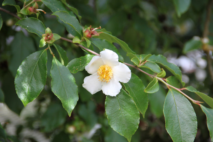 Tall Stewartia  5 Seeds  Stewartia monadelpha