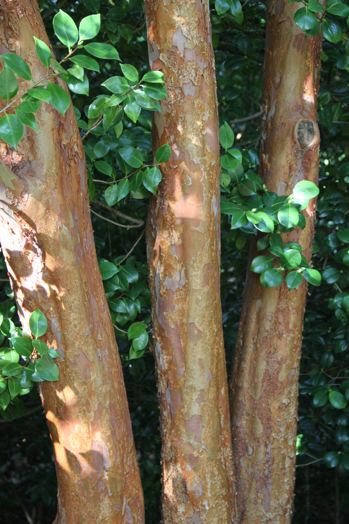 Tall Stewartia  5 Seeds  Stewartia monadelpha