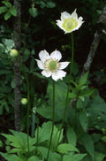 Tall Thimbleweed 100 Seeds Anemone virginiana