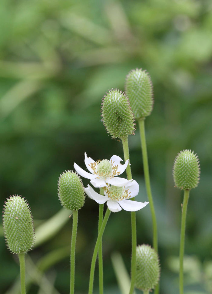 Tall Thimbleweed 100 Seeds Anemone virginiana