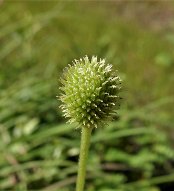 Tall Thimbleweed 100 Seeds Anemone virginiana