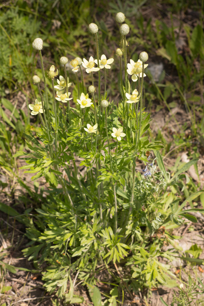 Tall Thimbleweed 100 Seeds Anemone virginiana