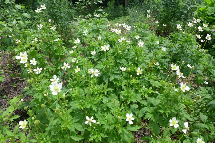 Tall Thimbleweed 100 Seeds Anemone virginiana