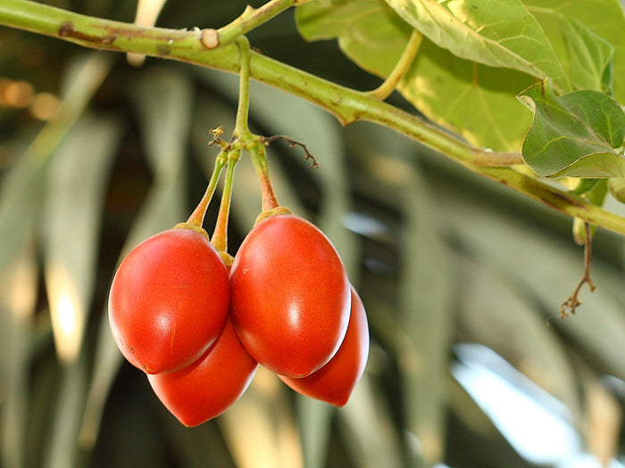 Tamarillo  10 Seeds  Tree Tomato  Cyphomandra betacea