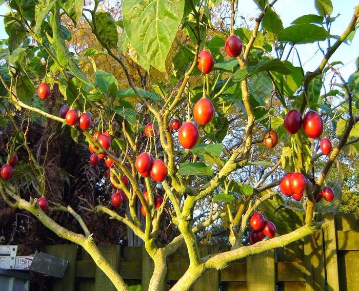 Tamarillo  10 Seeds  Tree Tomato  Cyphomandra betacea