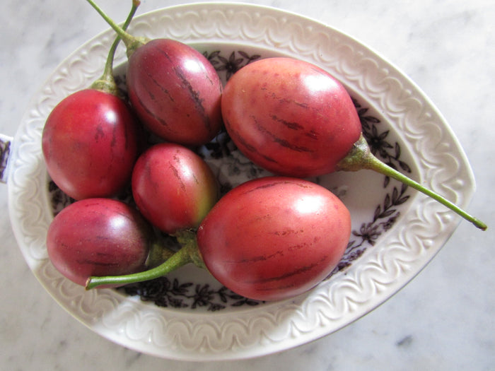 Tamarillo  10 Seeds  Tree Tomato  Cyphomandra betacea
