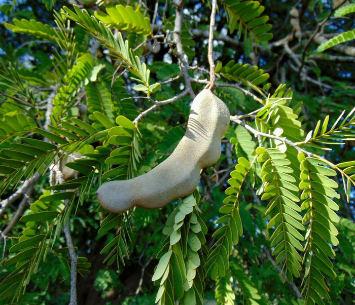 Tamarind  5 Seeds  Tamarindus indica