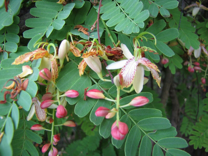Tamarind  5 Seeds  Tamarindus indica