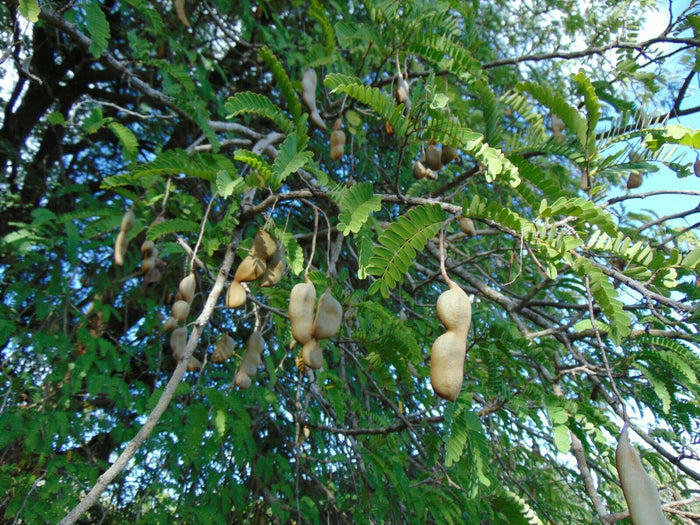 Tamarind  5 Seeds  Tamarindus indica
