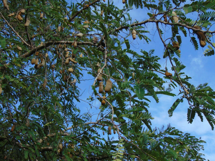 Tamarind  5 Seeds  Tamarindus indica