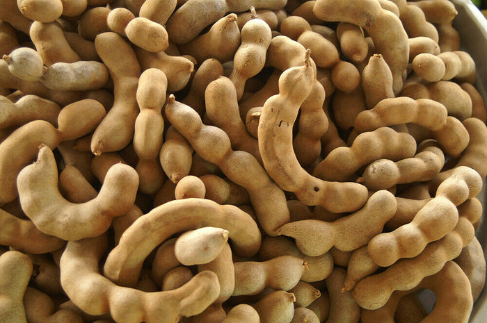 Tamarind  5 Seeds  Tamarindus indica
