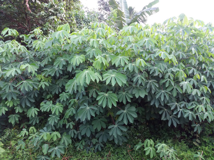 Tapioca Cassava Manihot escultenta 10 Seeds