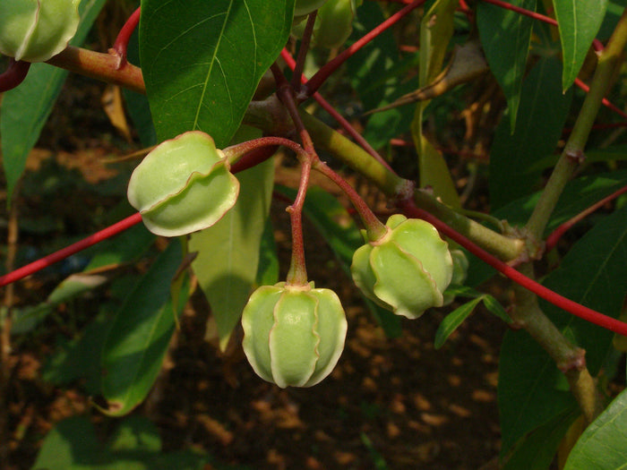 Tapioca Cassava Manihot escultenta 10 Seeds