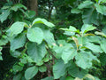 Teak  5 Seeds  Tectona grandis