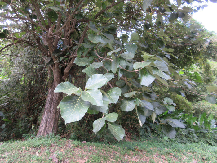Teak  5 Seeds  Tectona grandis
