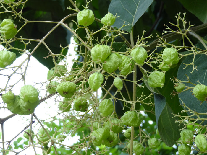 Teak  5 Seeds  Tectona grandis