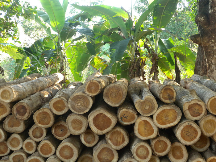 Teak  5 Seeds  Tectona grandis