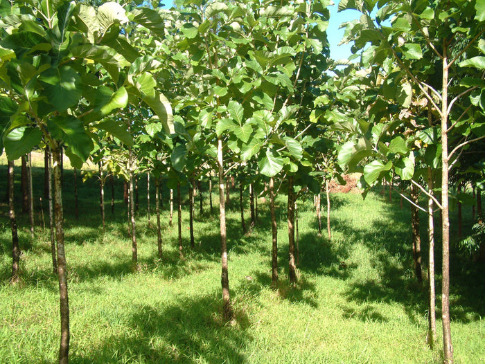 Teak  5 Seeds  Tectona grandis