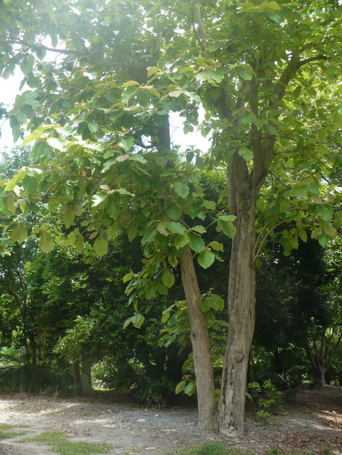 Teak  5 Seeds  Tectona grandis