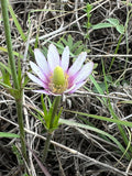 Tenpetal Anemone   20 Seeds   Thimbleweed   Anemone berlandieri