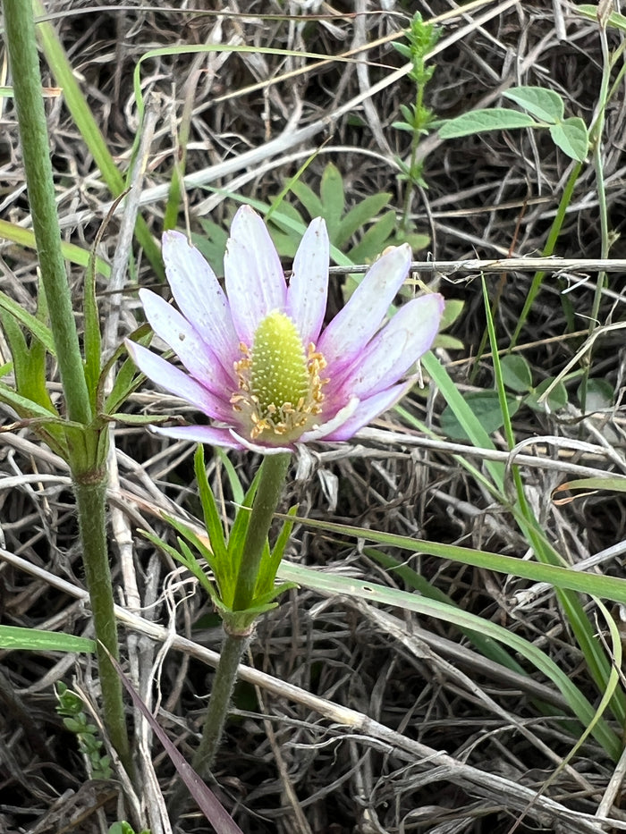 Tenpetal Anemone   20 Seeds   Thimbleweed   Anemone berlandieri