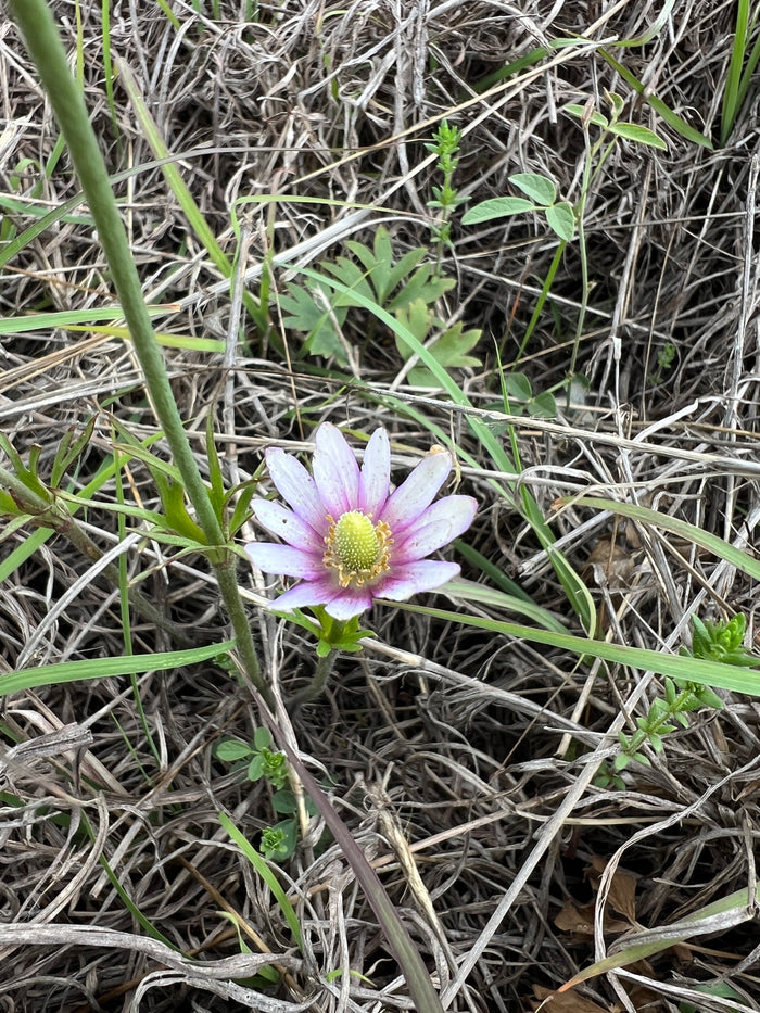 Tenpetal Anemone   20 Seeds   Thimbleweed   Anemone berlandieri