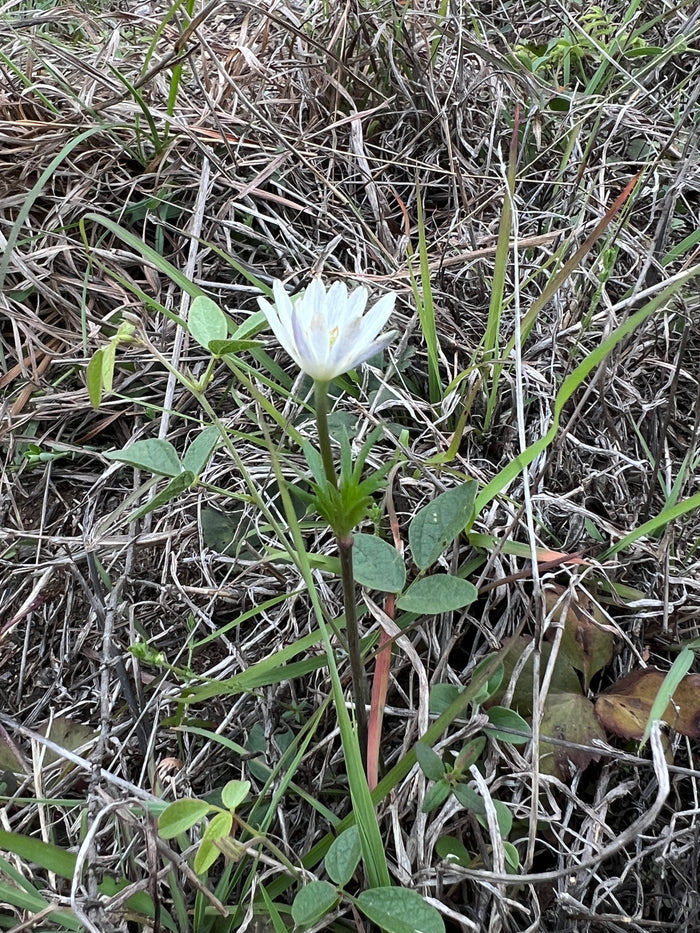 Tenpetal Anemone   20 Seeds   Thimbleweed   Anemone berlandieri