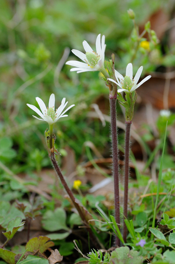 Tenpetal Anemone   20 Seeds   Thimbleweed   Anemone berlandieri