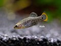 Tequila Goodeid (Zoogoneticus tequila), BREDBY: Aquatic Arts