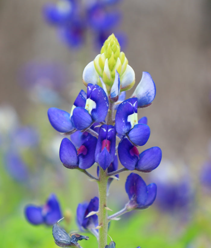 Texas Bluebonnet Lupinus texensis 100 Seeds