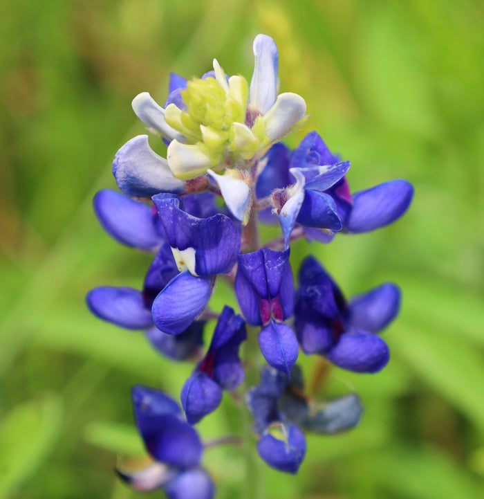 Texas Bluebonnet Lupinus texensis 100 Seeds