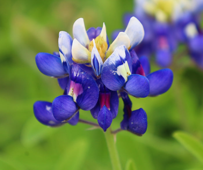 Texas Bluebonnet Lupinus texensis 100 Seeds