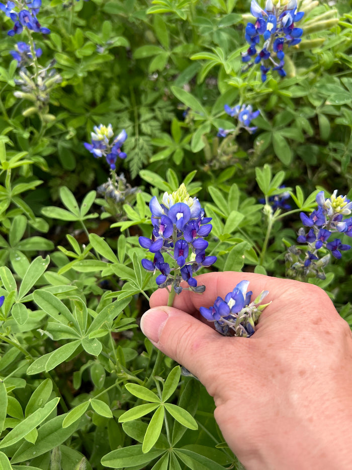 Texas Bluebonnet Lupinus texensis 100 Seeds