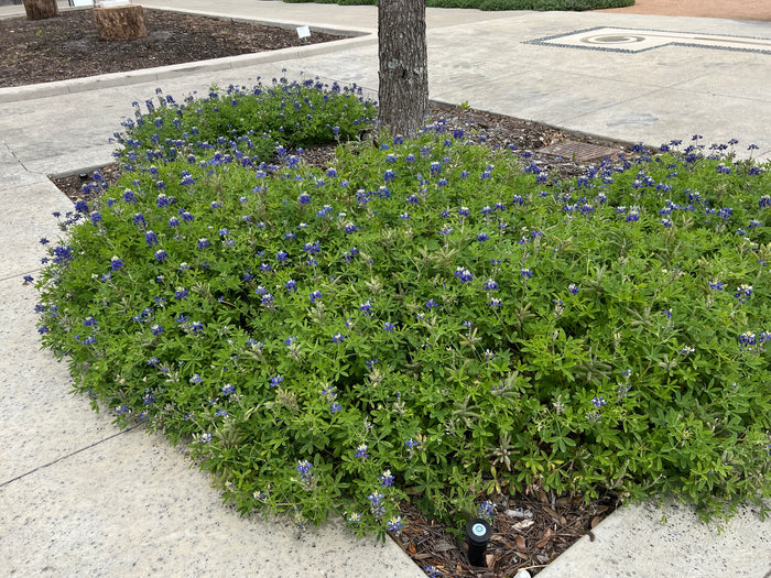 Texas Bluebonnet Lupinus texensis 100 Seeds