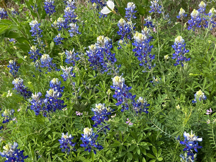 Texas Bluebonnet Lupinus texensis 100 Seeds