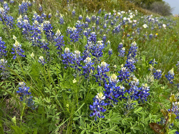 Texas Bluebonnet Lupinus texensis 100 Seeds