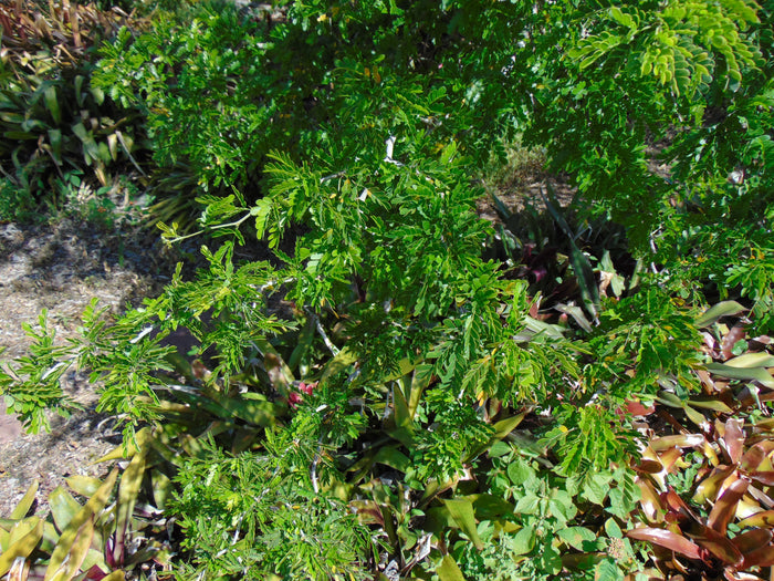Texas Ebony 10 Seeds  Pithecellobium flexicaule