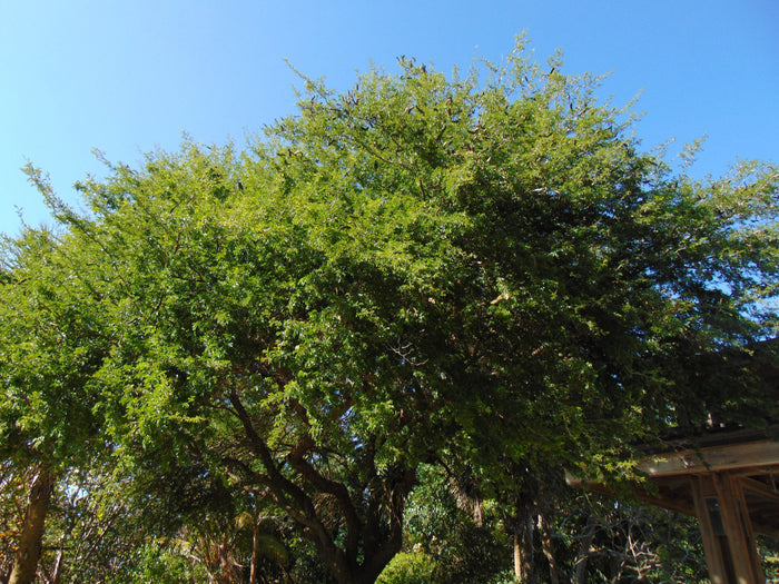 Texas Ebony 10 Seeds  Pithecellobium flexicaule