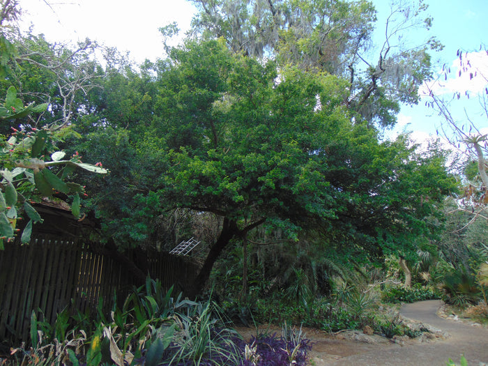 Texas Ebony 10 Seeds  Pithecellobium flexicaule