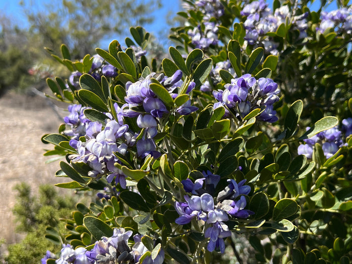 Texas Mountain Laurel  10 Seeds  Sophora secundiflora