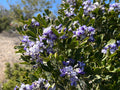 Texas Mountain Laurel  10 Seeds  Sophora secundiflora