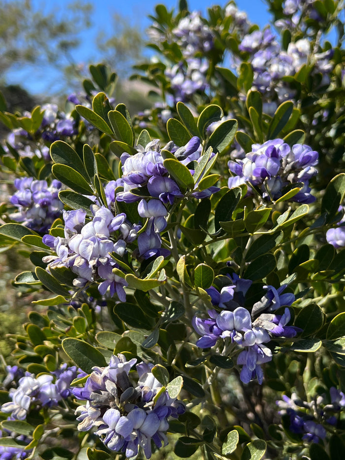 Texas Mountain Laurel  10 Seeds  Sophora secundiflora