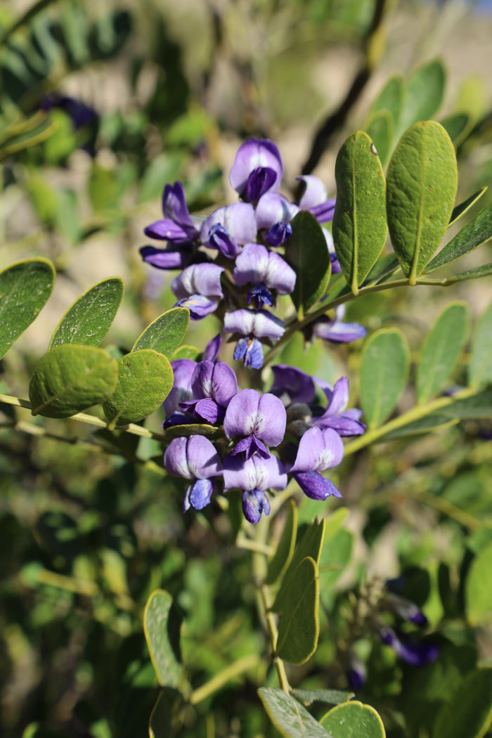 Texas Mountain Laurel  10 Seeds  Sophora secundiflora