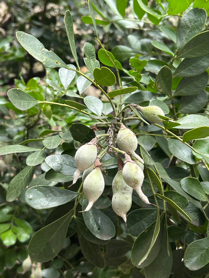 Texas Mountain Laurel  10 Seeds  Sophora secundiflora