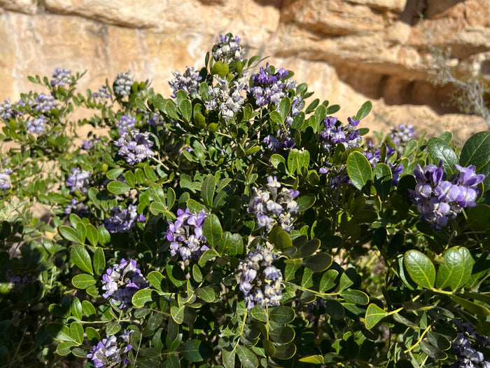 Texas Mountain Laurel  10 Seeds  Sophora secundiflora