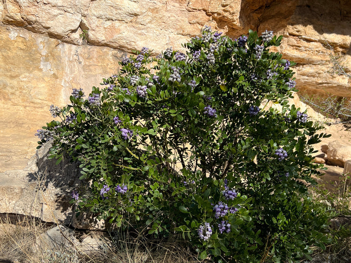 Texas Mountain Laurel  10 Seeds  Sophora secundiflora