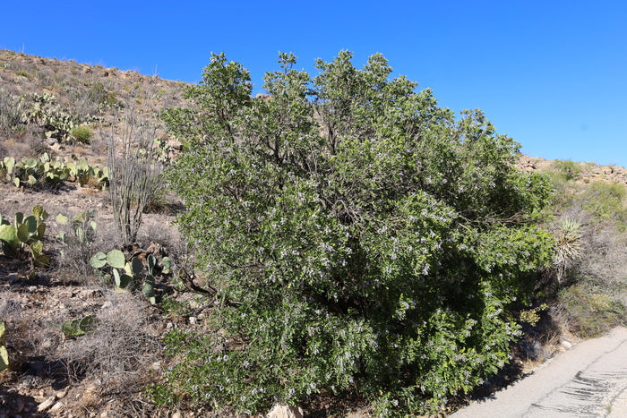 Texas Mountain Laurel  10 Seeds  Sophora secundiflora