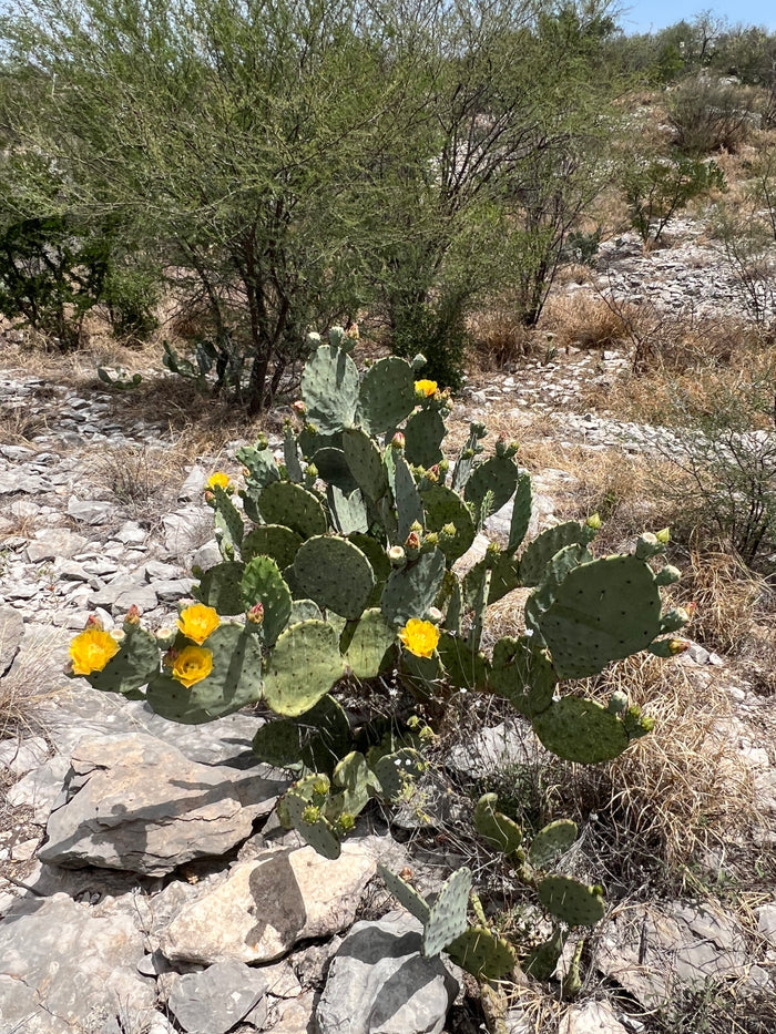Texas Prickly Pear   25 Seeds   Opuntia engelmannii