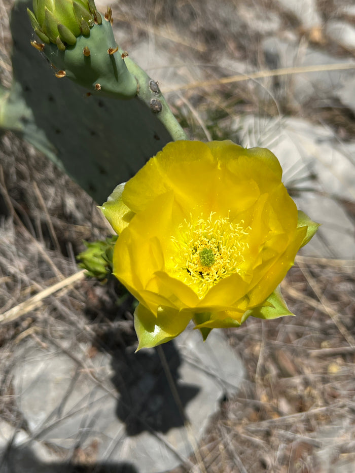 Texas Prickly Pear   25 Seeds   Opuntia engelmannii